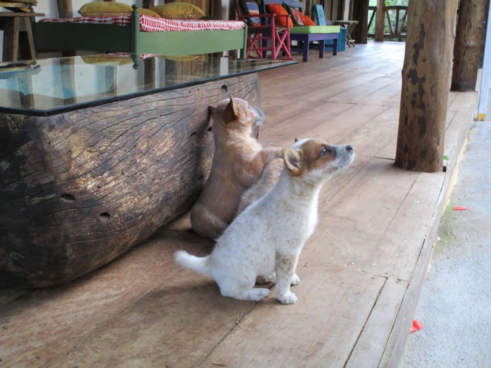 "Bewohner" Akawanka Lodge