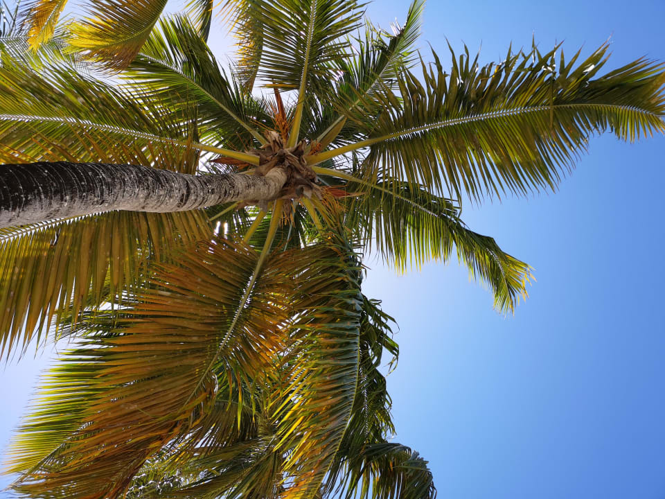 Sonstiges Viva V Samana by Wyndham – Adults Only