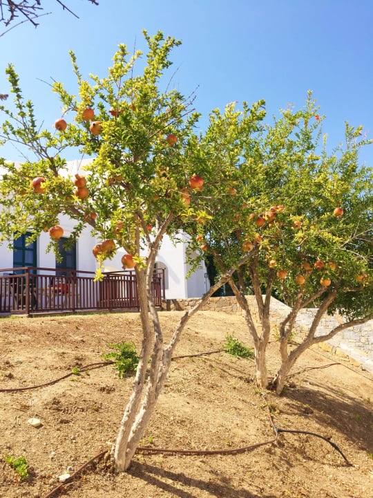 Garten Creta Maris Resort