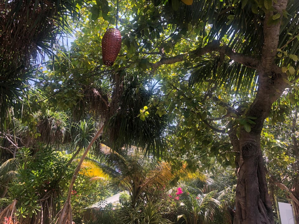 Gartenanlage Sun Siyam Iru Fushi