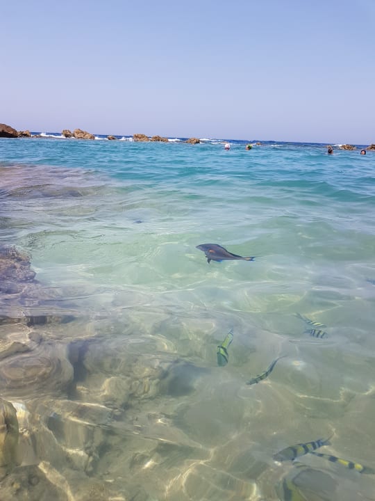 Strand Pickalbatros Citadel Resort