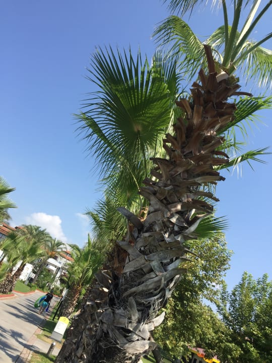 Sonstiges Asteria Family Belek