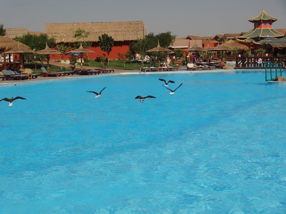 Morgenstimmung am Pool Pickalbatros Jungle Aqua Park Resort - Neverland Hurghada