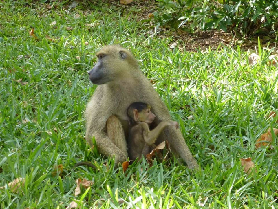 Paviane Hotelgarten Baobab Beach Resort & Spa