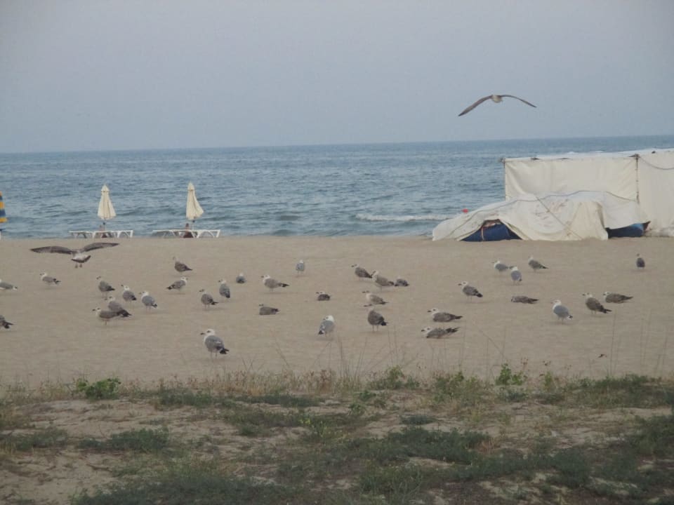 Strand Kaliakra Beach