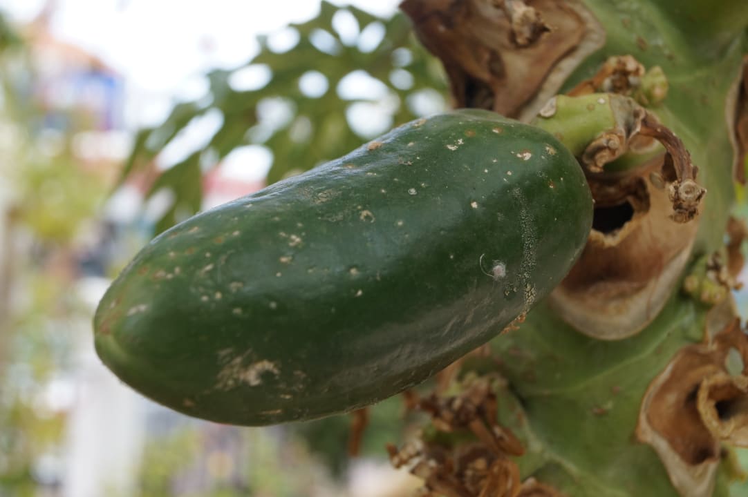 Gartenanlage Hotel Malia Holidays