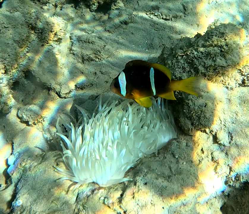 Strand Lotus Bay Beach Resort