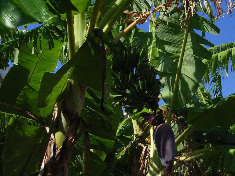 Bananenpflanzen Olympos Beach Hotel