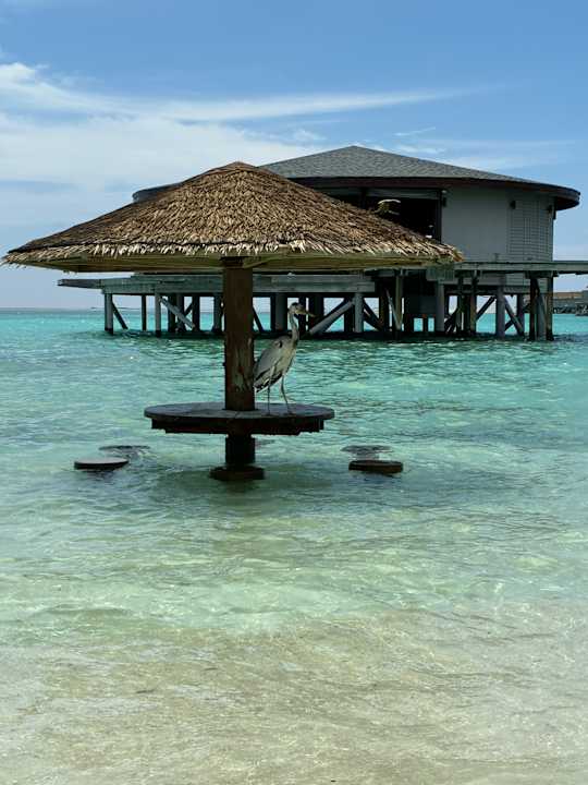 Strand Centara Ras Fushi Resort & Spa Maldives