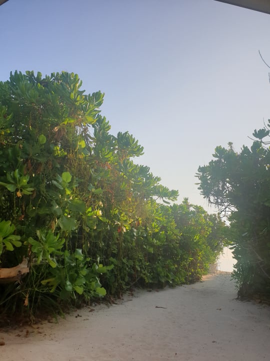 Zimmer Hondaafushi Island Resort