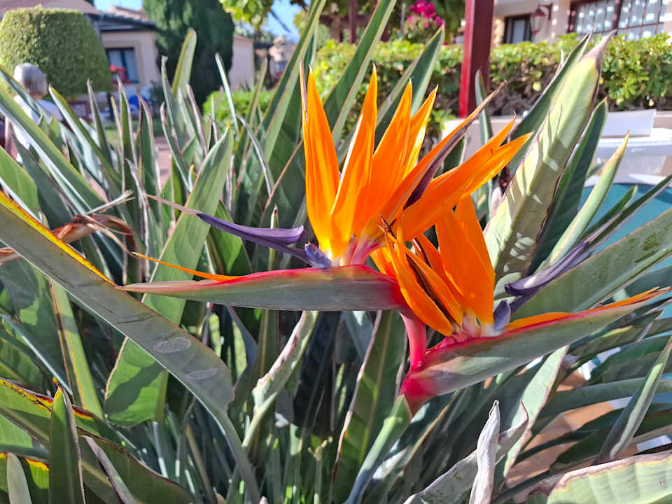 Gartenanlage allsun Hotel Esplendido