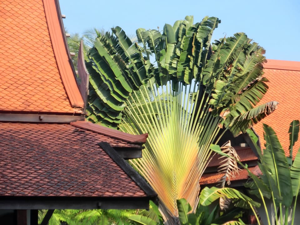 Häuser in mitten der schönen Palmen Khaolak Bhandari Resort & Spa