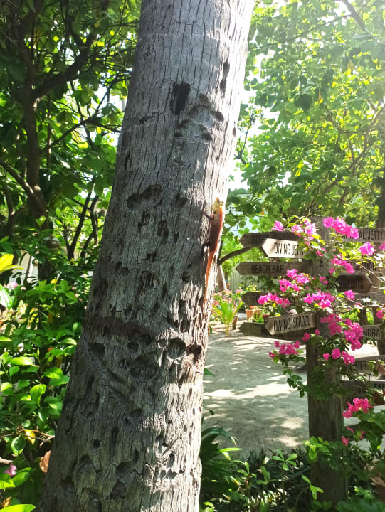 Gartenanlage Thulhagiri Island Resort