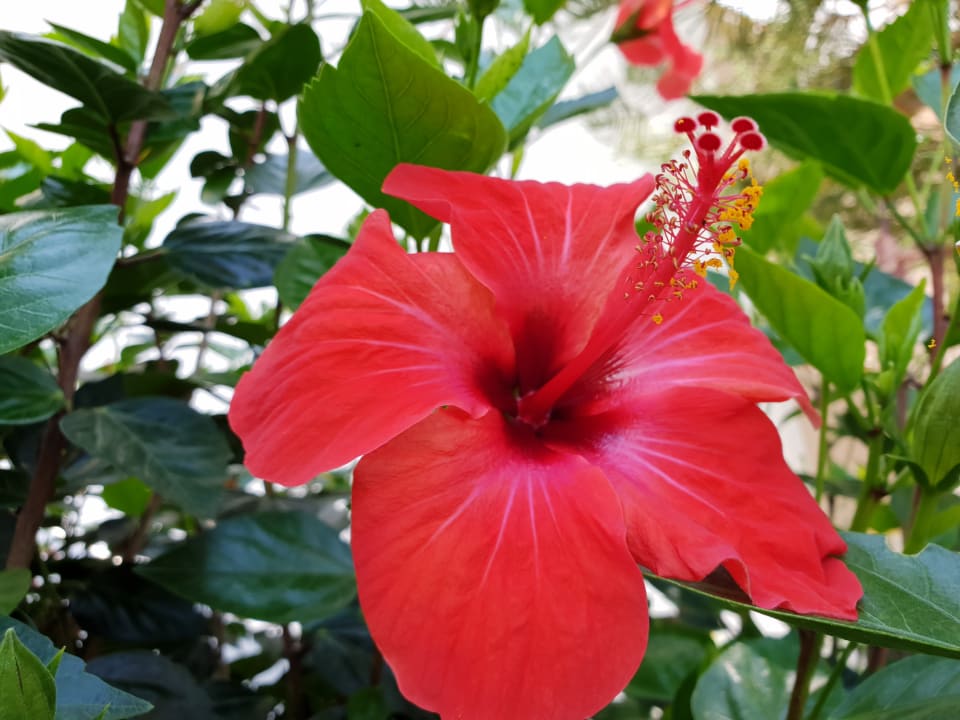 Gartenanlage Hotel South Coast