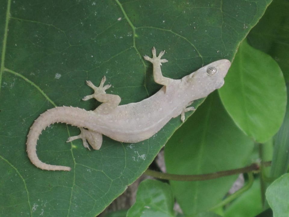 Gecko Hotel Pimalai Resort & Spa