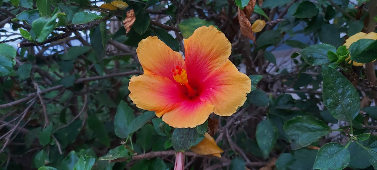 Gartenanlage Adrián Hoteles Colón Guanahaní - Adults only