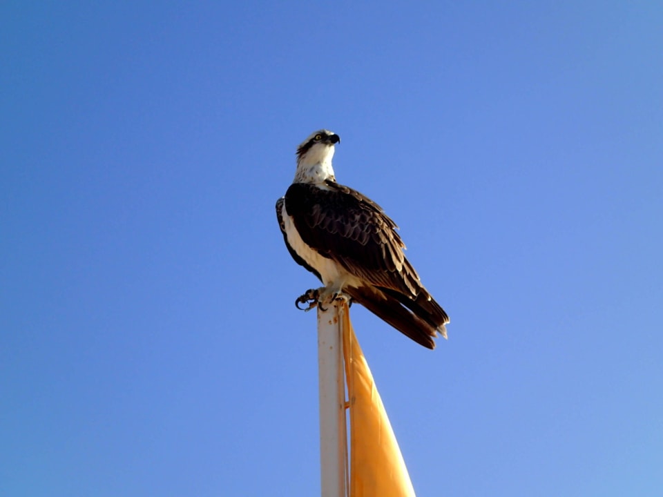 Seeadler Steigenberger Coraya Beach - Adults only