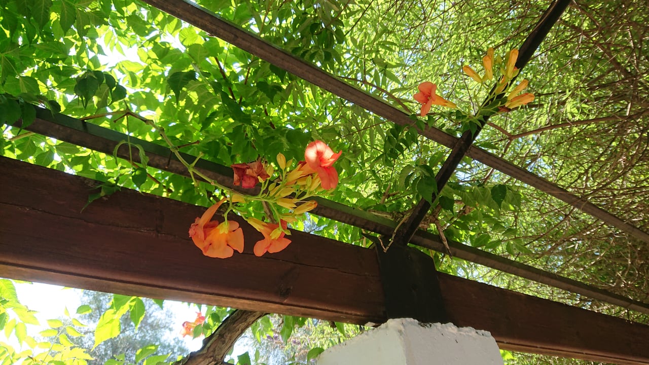 Gartenanlage Sentido Apollo Palace