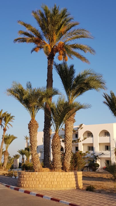 Ausblick Hotel El Mouradi Djerba Menzel