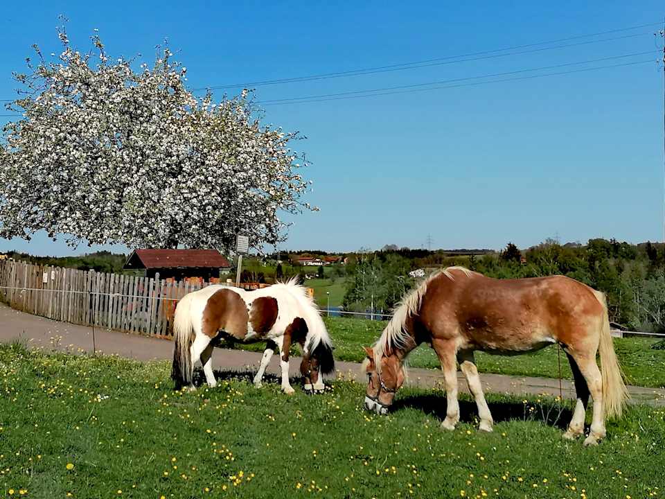Sonstiges Ferienhof Babel