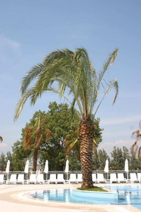 Palme im Pool Club Sidelya Hotel