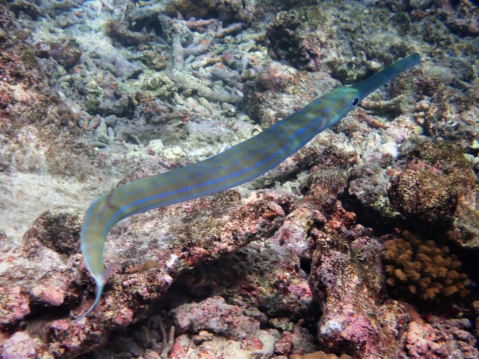 Sport & Freizeit NH Collection Maldives Reethi Resort