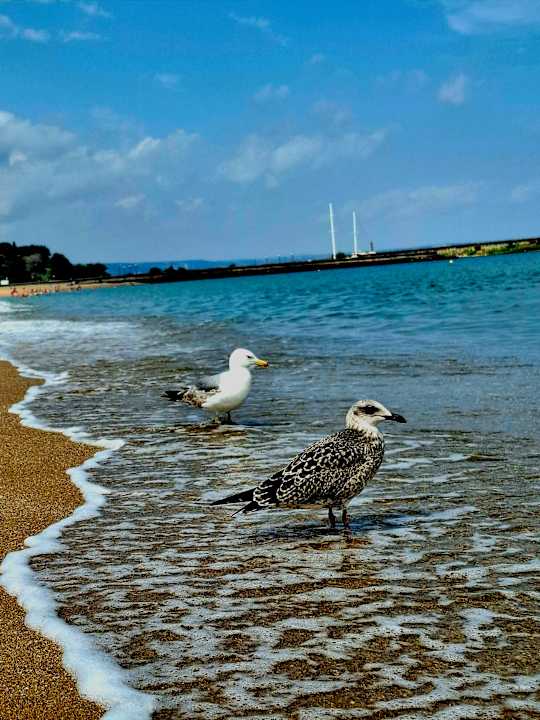 Strand Sentido Marea