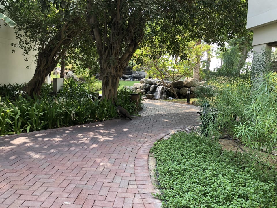 Gartenanlage JA Palm Tree Court