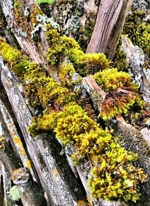 Gartenanlage Hotel Rösslhof