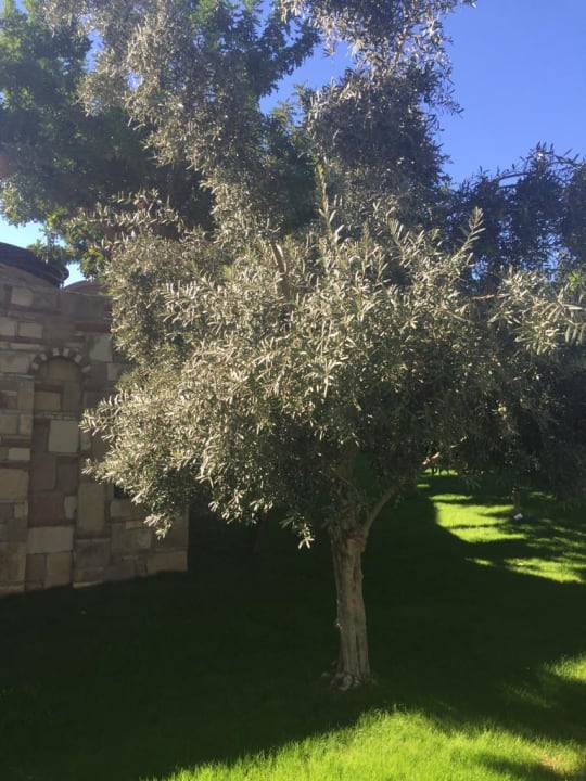 Gartenanlage Arum Barut Collection