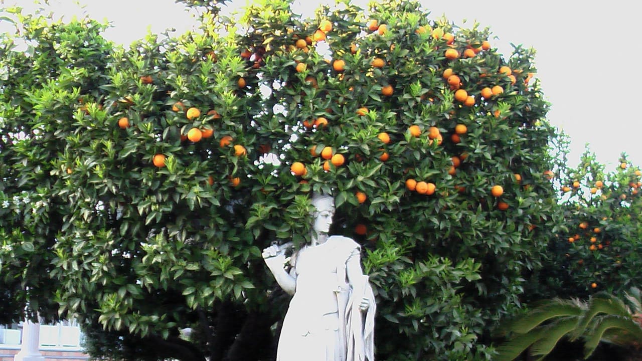 Orangenbaum mit Blüten und Früchte Villa Le Zagare Relais & SPA