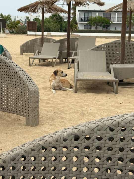 Strand Meliá Dunas Beach Resort & Spa