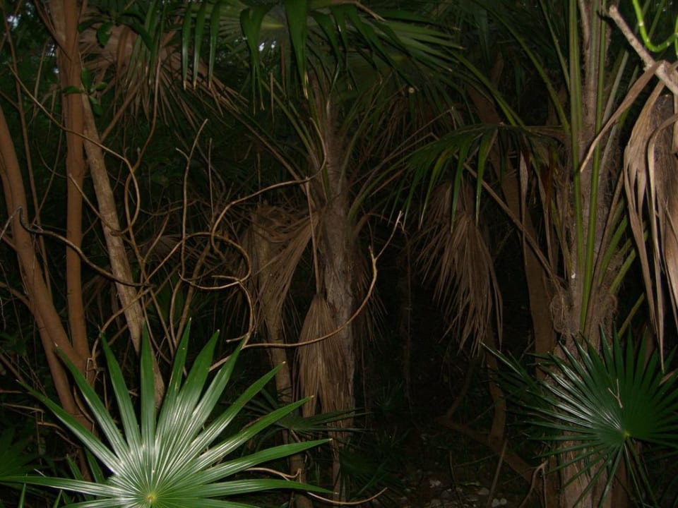 Dschungelwege in der Nacht Grand Palladium Select White Sand Resort & Spa