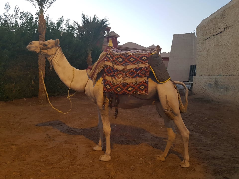 Hoteleigenes  Pickalbatros Alf Leila Wa Leila Resort - Neverland Hurghada