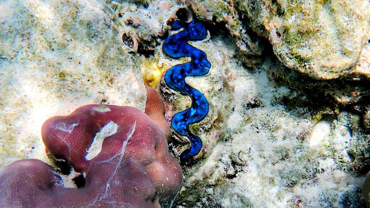 Sport & Freizeit Hotel Riu Palace Maldivas