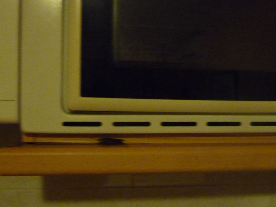 Die Tierchen fühlen sich hier wohl. Ole Tropical Tenerife