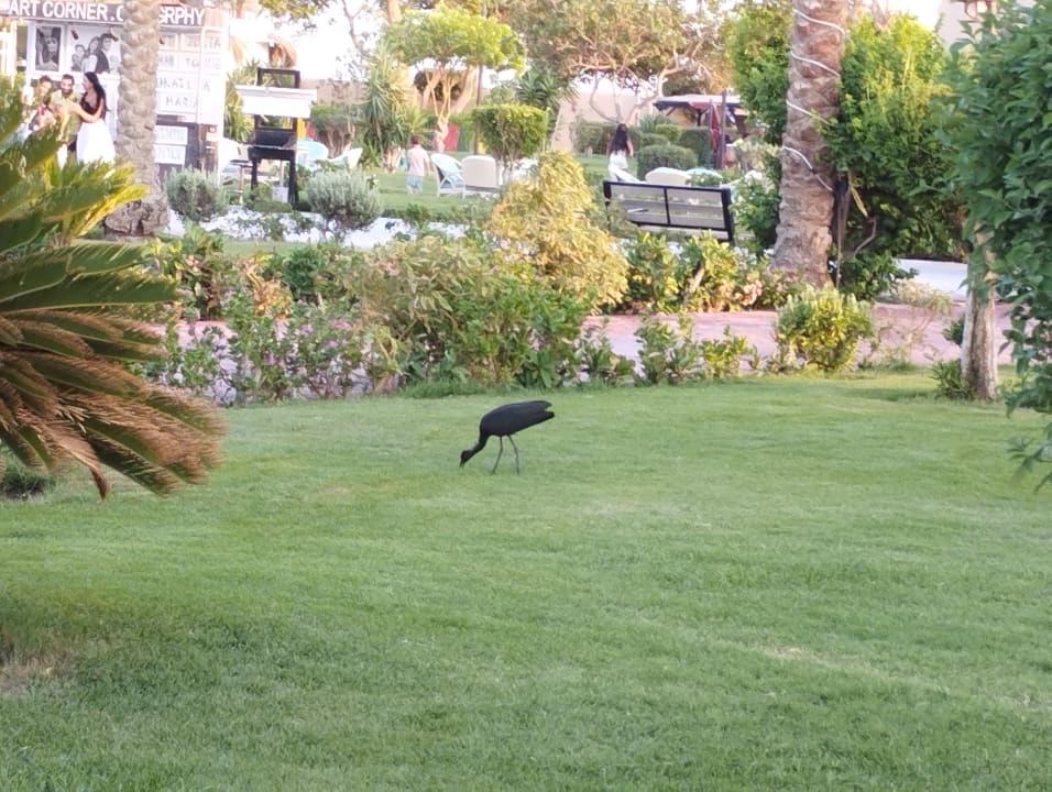 Gartenanlage Sentido Caribbean World Soma Bay
