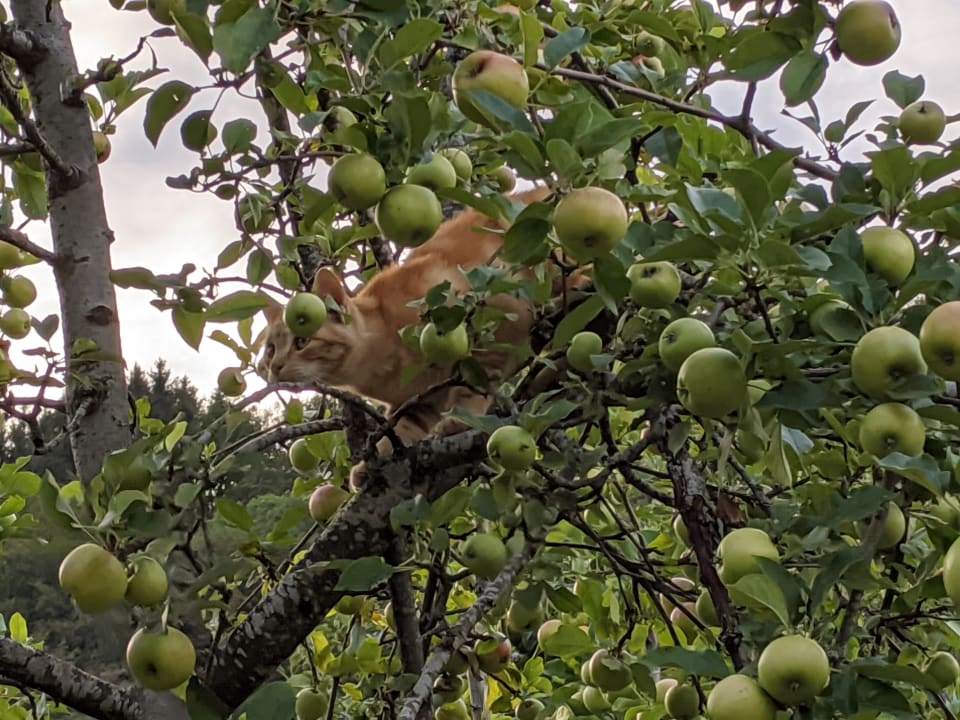 Gartenanlage Bauernhof Bernhardenhof