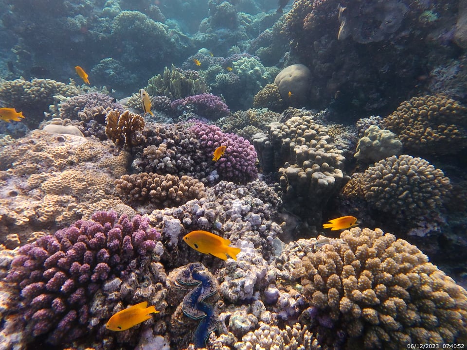 Sport & Freizeit Coral Sun Beach