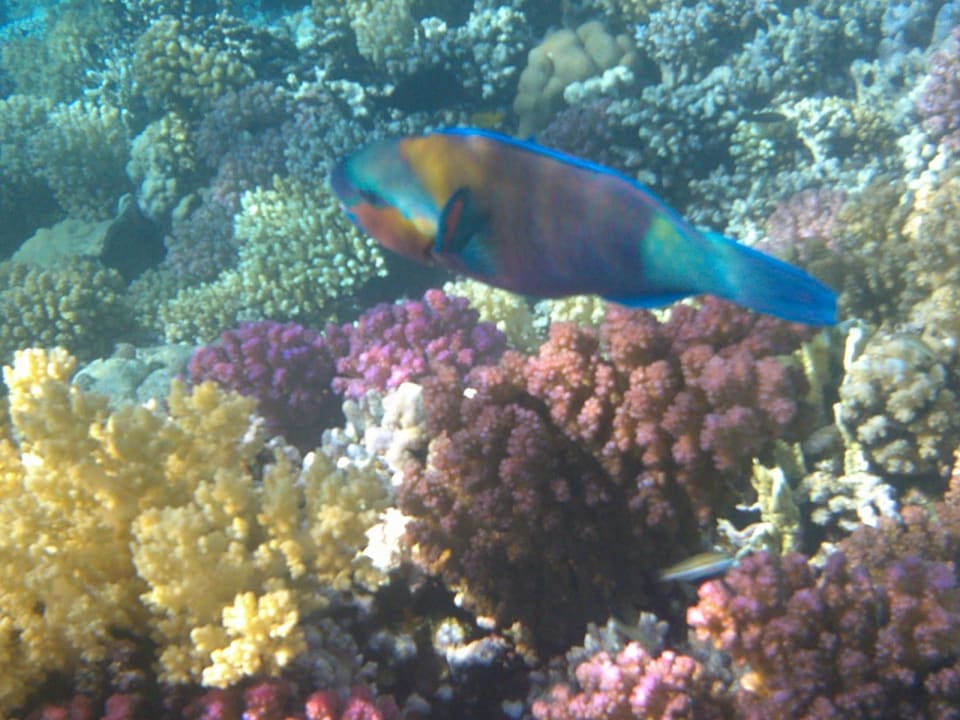 Strand Makadi Spa - Adults only