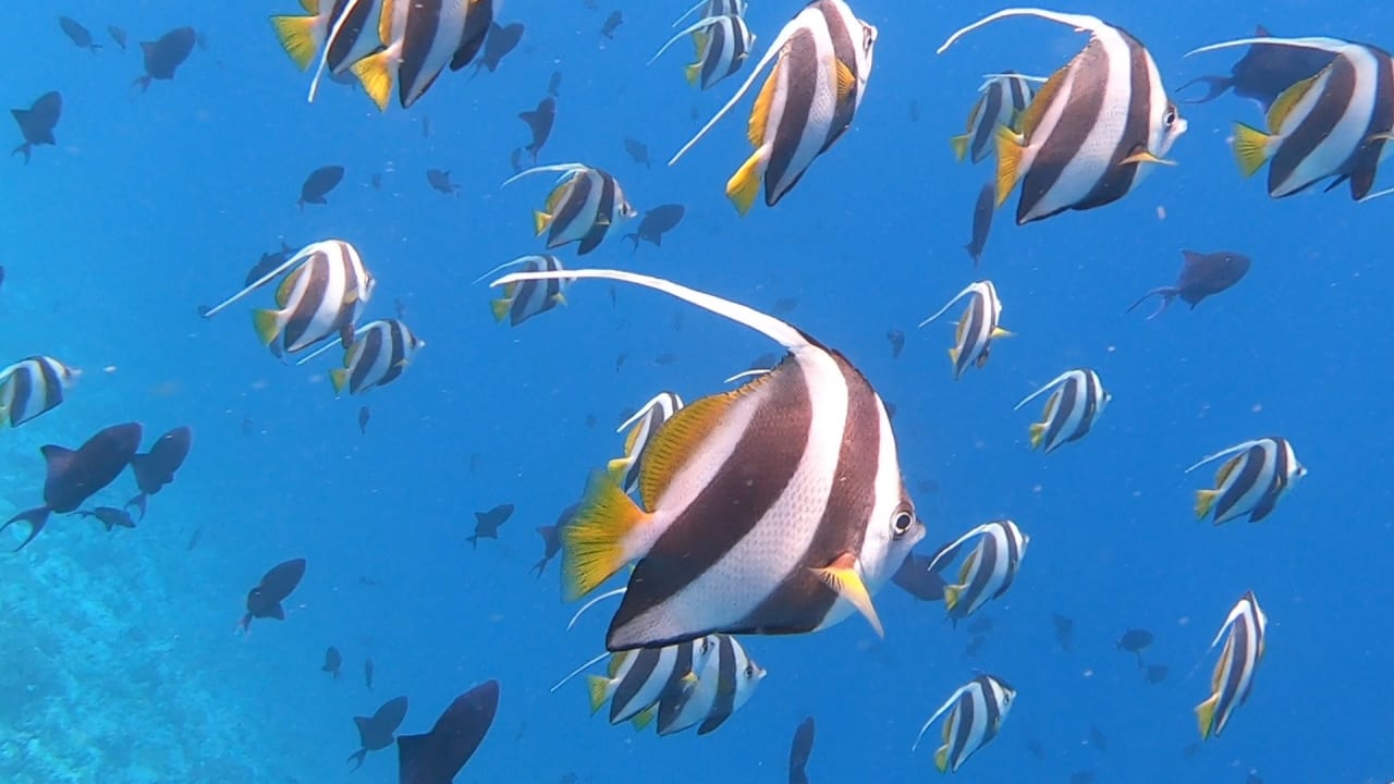 Sport & Freizeit NH Collection Maldives Reethi Resort