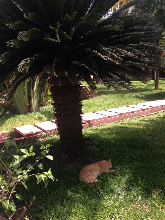 Gartenanlage Hotel Senegambia Beach