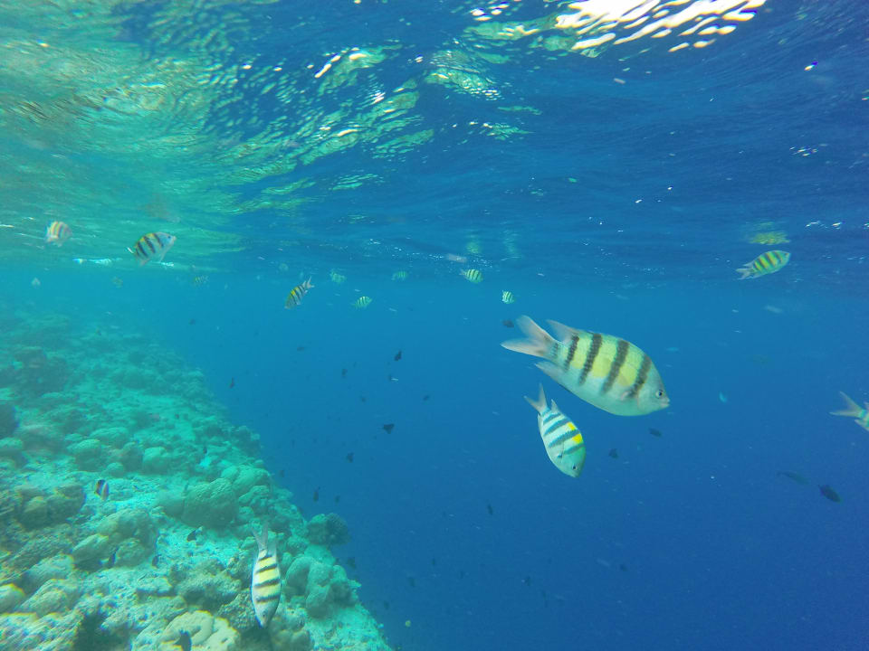 Hausriff Vilamendhoo Island Resort & Spa