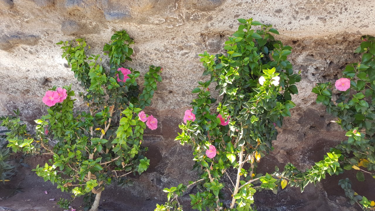 Sonstiges Hotel Riu Palace Jandia