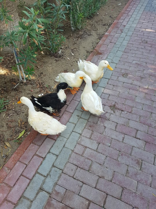 Sonstiges Seaden Sea World Resort & Spa