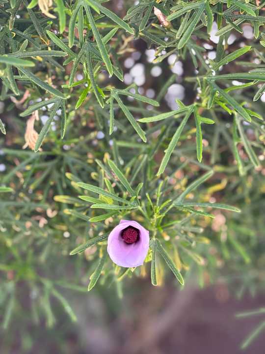 Gartenanlage Aldiana Club Fuerteventura