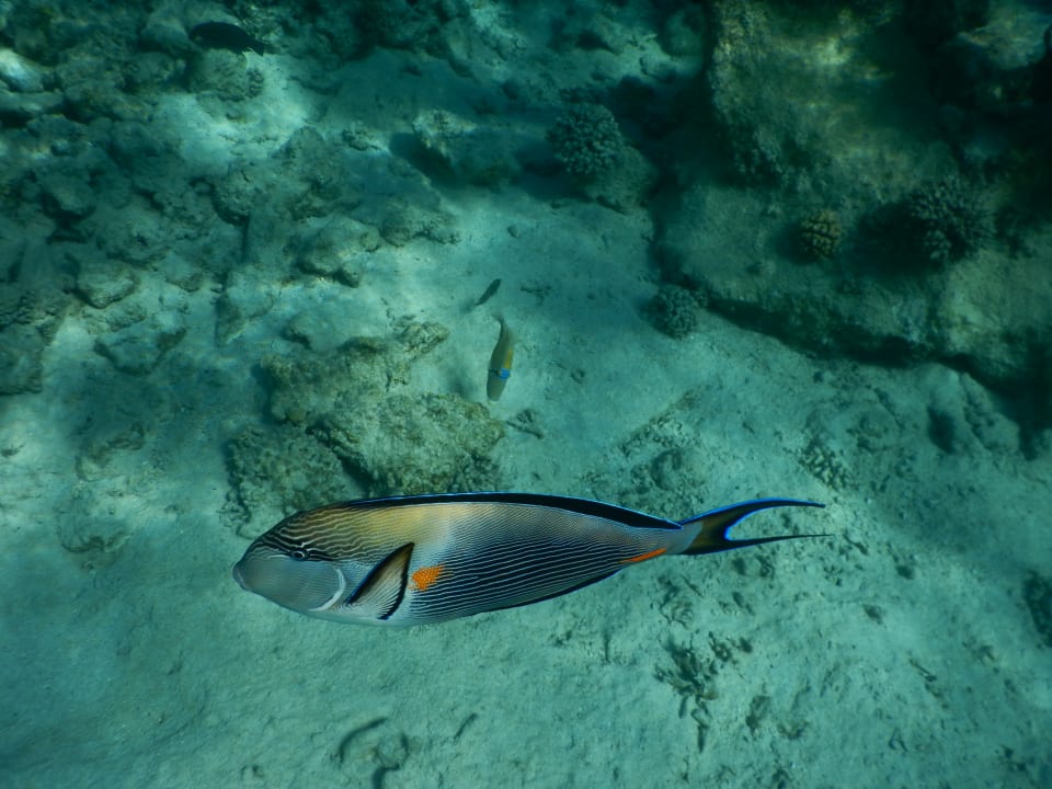 Sonstiges Makadi Spa - Adults only