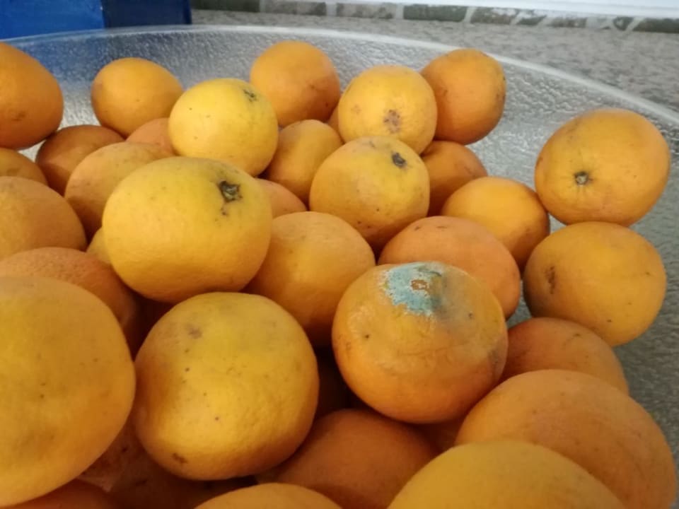 Sehr lecker das Obst Avalon Beach Hotel