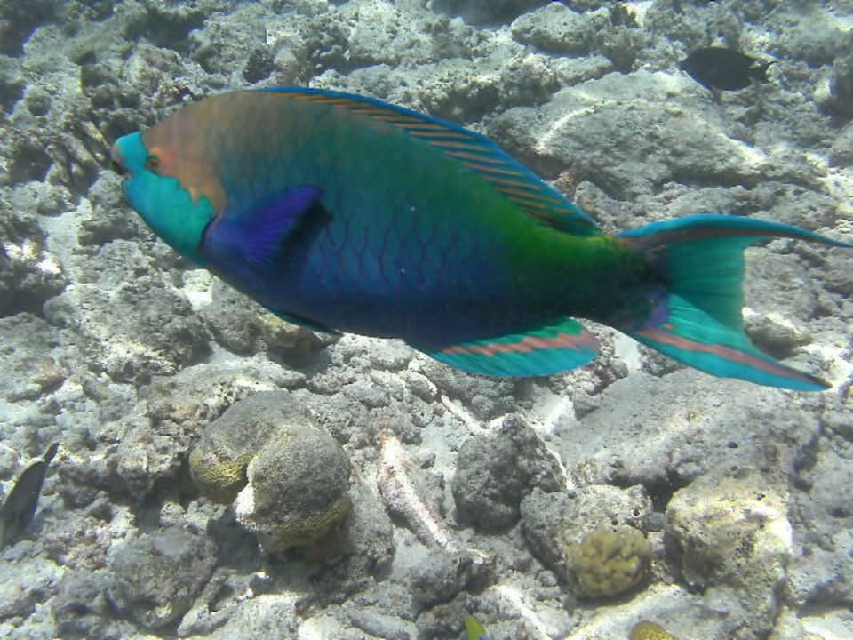 Schnorcheln am Hausriff Reethi Beach Resort