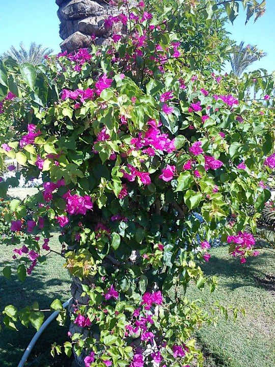 Пальмы в цветах Riviera Aqua Park Resort